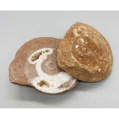 Ammonite Fossils Pair for Collectors